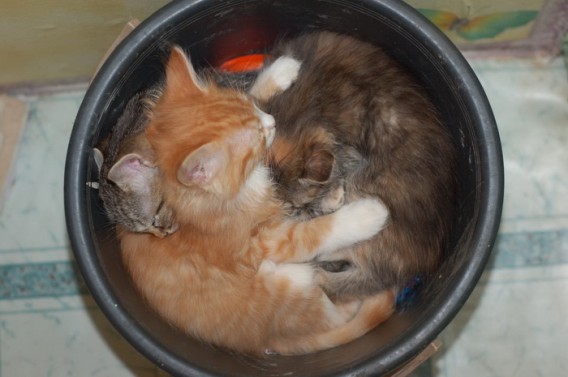 あらゆる容器に流れ込む猫技「液体流動の術」の写真