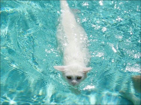 猫は水が苦手は嘘？？水泳を楽しんでいるかもしれない可愛い猫達の写真