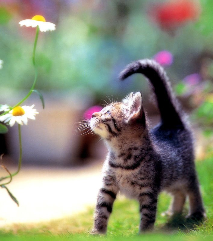 本当に可愛い猫の写真