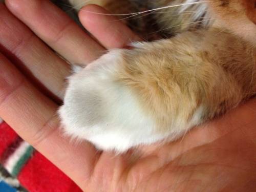 猫の手