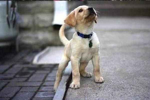 見ているだけで幸せになれる可愛い子犬の画像が集まった写真