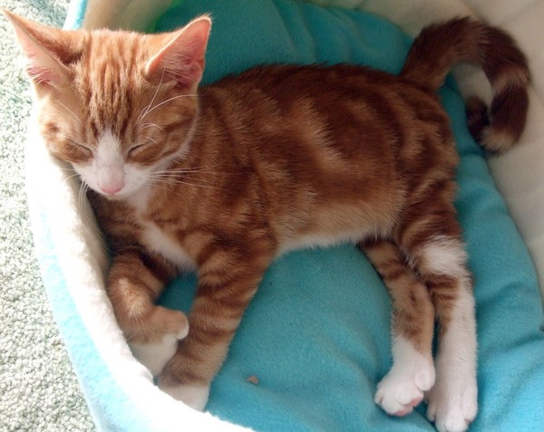 眠りについた可愛い猫の画像が可愛すぎる写真