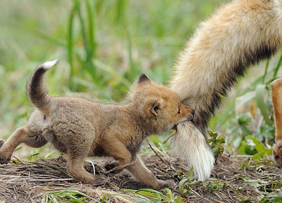 可愛すぎる動物の赤ちゃんの画像