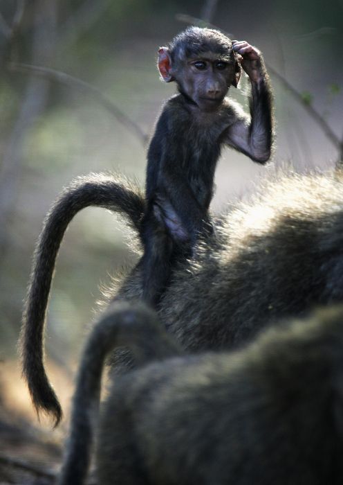 アフリカの野生動物たちの画像