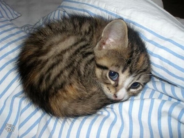 あまりの可愛さに驚くかわいい子猫の画像