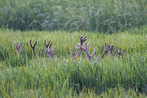 「かくれんぼ」している動物たちの可愛い写真