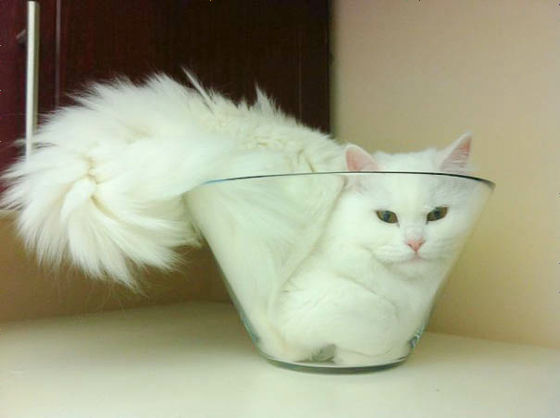 猫が可愛く液体化している可愛い写真