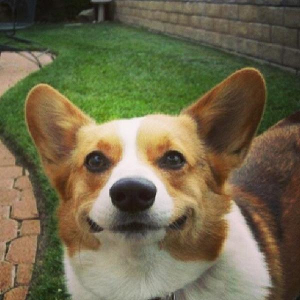 コーギー犬のやっぱり可愛い写真