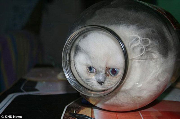まるで液体のようなネコの写真