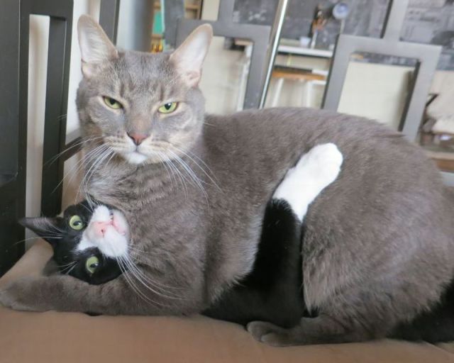 動物たちの本当に可愛らしい写真