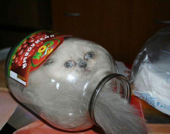 猫が可愛く液体化している可愛い写真