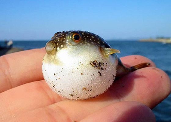 手乗り動物や虫たちが可愛い写真