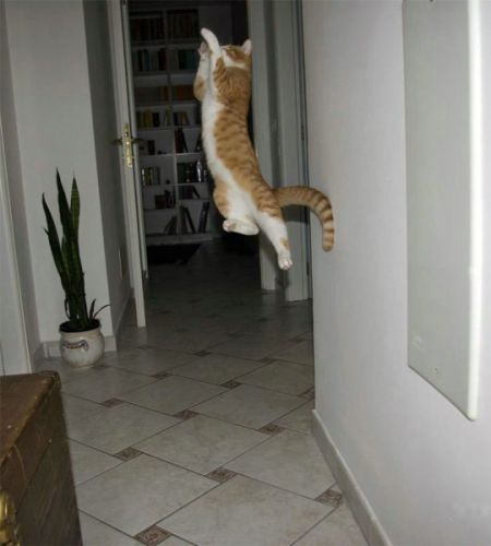 空中を飛行する可愛い猫たちの写真