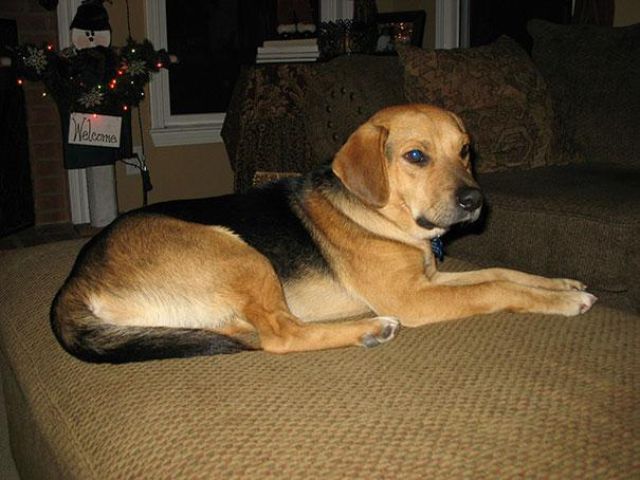 愛嬌ありすぎるミックス犬の写真