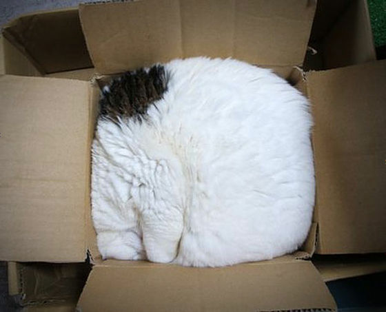 猫が可愛く液体化している可愛い写真