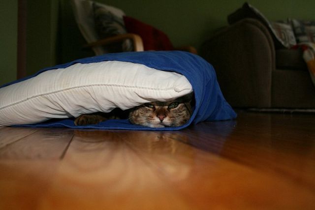 猫や犬の視線を感じる画像