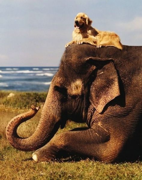 もう可愛すぎて何と言って良いのか分からない動物