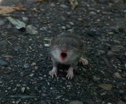 動物たちの可愛いあくび