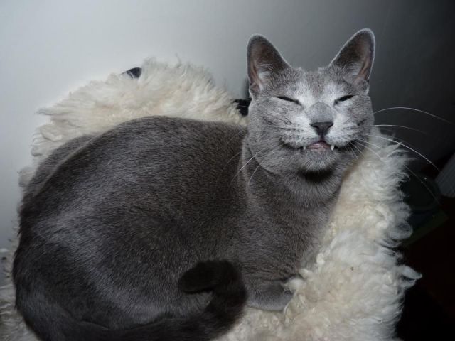可愛すぎて一緒に笑っちゃう動物たちの写真