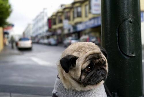 犬がちょっと寂しそうな顔をしている写真