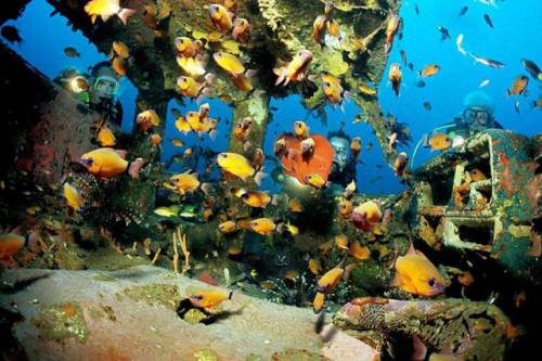 車が海に沈んでしばらくして魚の住まいになった写真