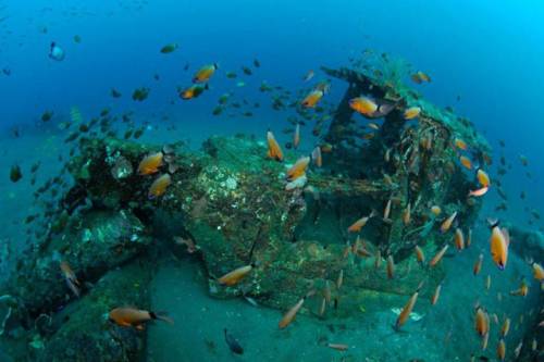 車が海に沈んでしばらくして魚の住まいになった写真