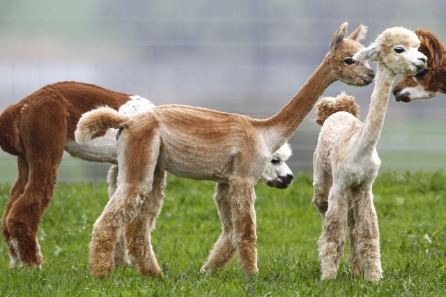 見ているだけで興奮してくる可愛い動物の画像