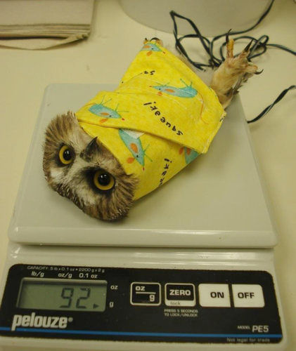 可愛いフクロウさんの写真