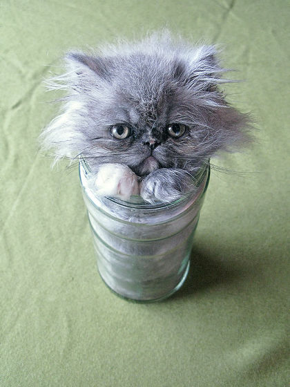 猫が可愛く液体化している可愛い写真
