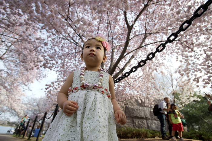 世界に咲く桜 