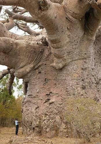「バオバブの木」は、自然の生み出した不思議だと思える写真