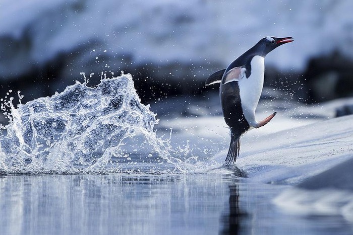 涼しそうなペンギン画像 
