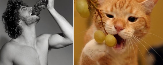 どっちが好き？同じようなポーズのイケメンと猫の比較画像