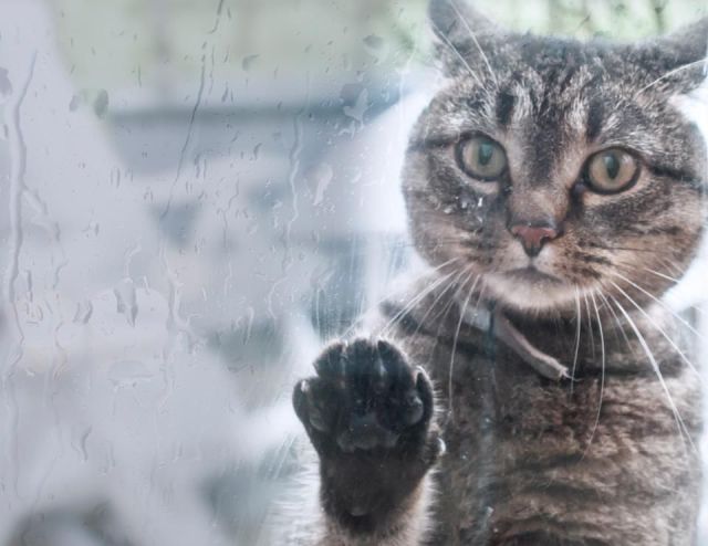 本当に可愛すぎる動物たちの写真