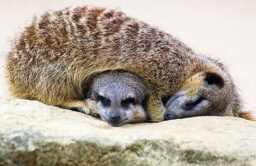 寄り添う動物たち