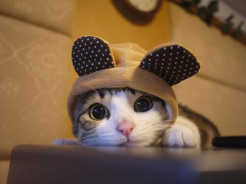 動物たちが何かコスプレで変身した姿の写真