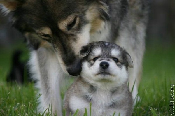 本当に可愛すぎて癒される子犬の写真