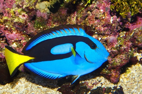 ちょこっとブサイクだけど愛嬌があって美しい魚の写真