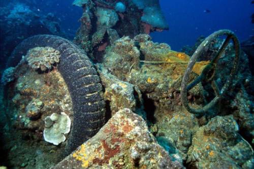 車が海に沈んでしばらくして魚の住まいになった写真