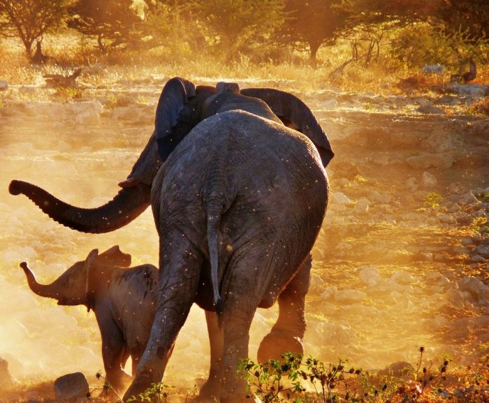アフリカの野生動物たちの画像