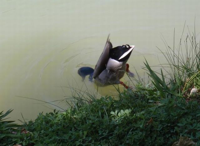 本当に可愛すぎる動物たちの写真