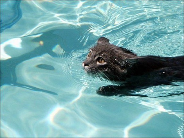 猫は水が苦手は嘘？？水泳を楽しんでいるかもしれない可愛い猫達の写真