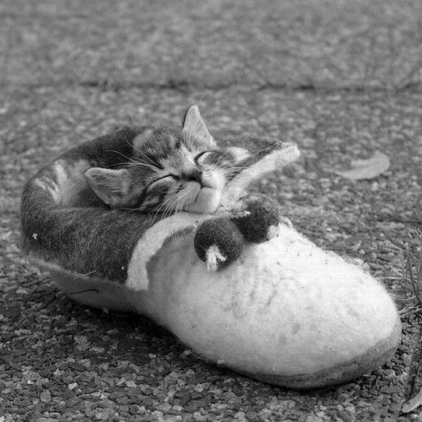 あまりの可愛さに驚くかわいい子猫の画像