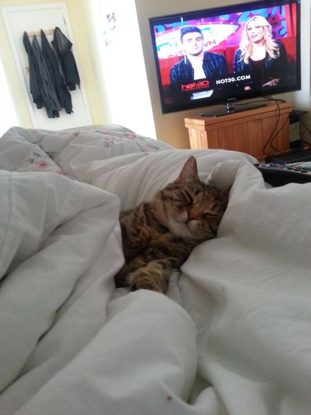 動物たちの可愛すぎる画像