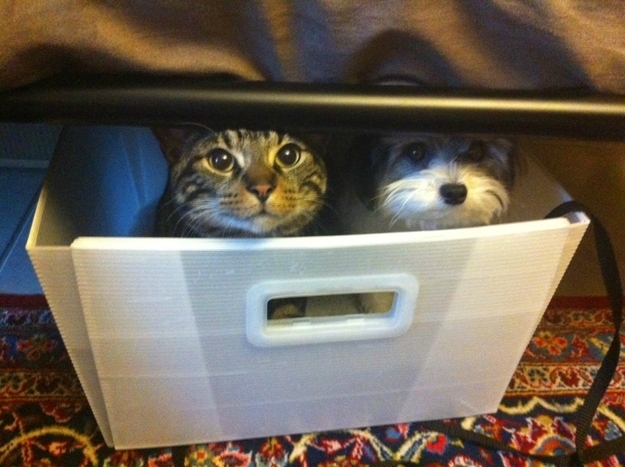 抱きしめたくなるほど可愛い動物の画像