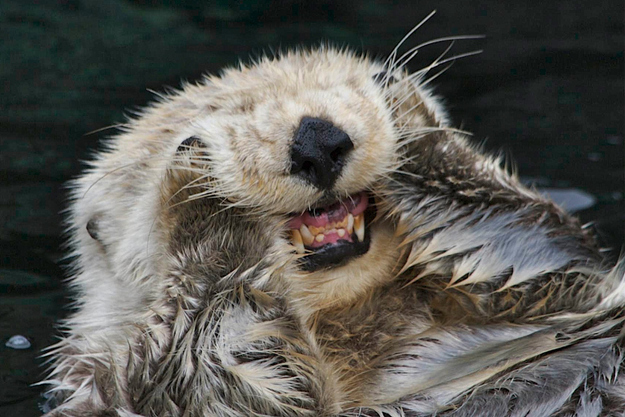 表情豊かなカワウソとラッコの写真