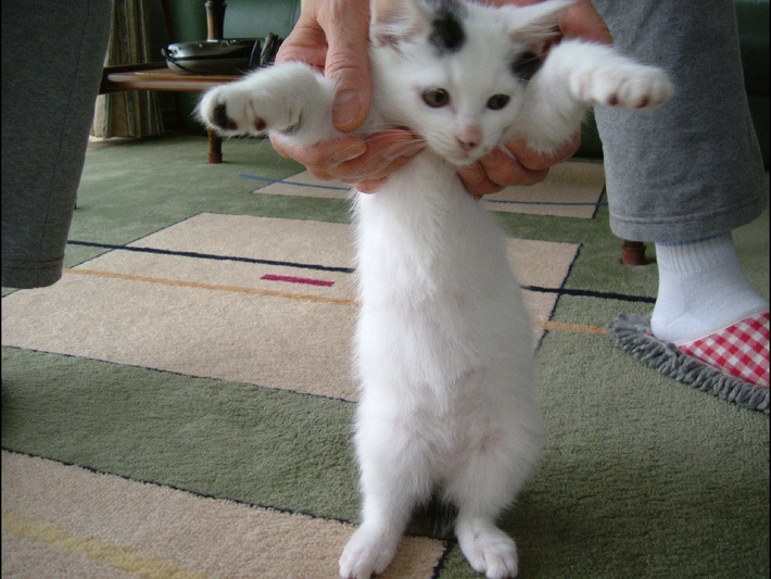 可愛すぎる猫たちの写真