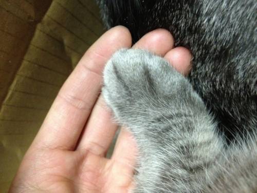 猫の手