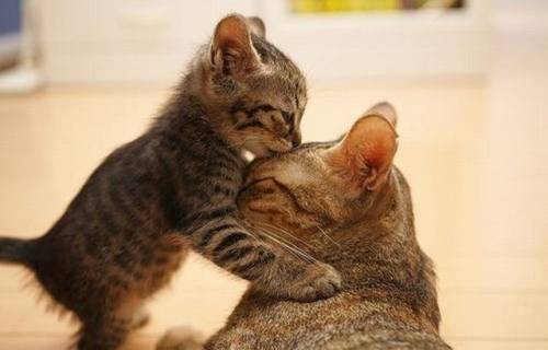 癒される可愛い動物たちの写真