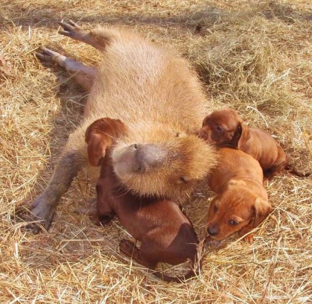 動物たちの可愛すぎる画像